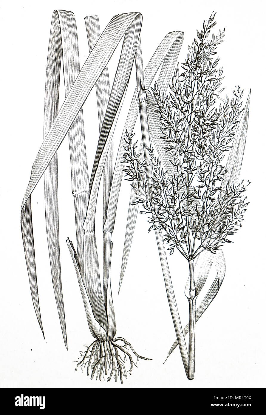 Illustration depicting zizania aquatica (wild rice) an important food of North American Indians. Dated 19th century Stock Photo