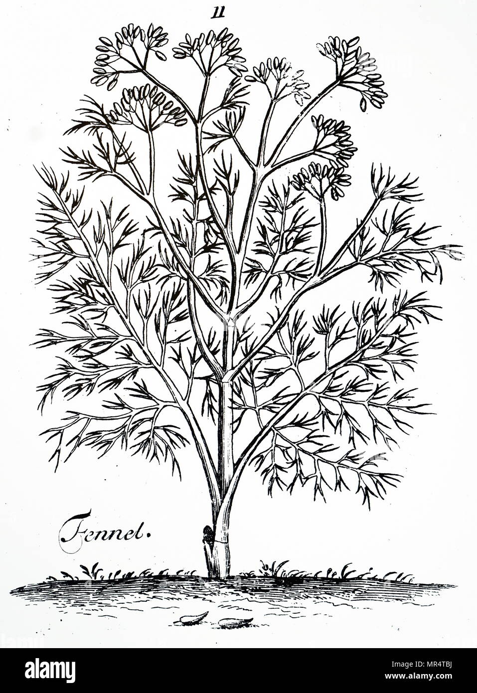 Engraving depicting a sample of sweet fennel. Fennel is a flowering plant species in the carrot family. It is a hardy perennial herb with yellow flowers and feathery leaves. Dated 18th century Stock Photo