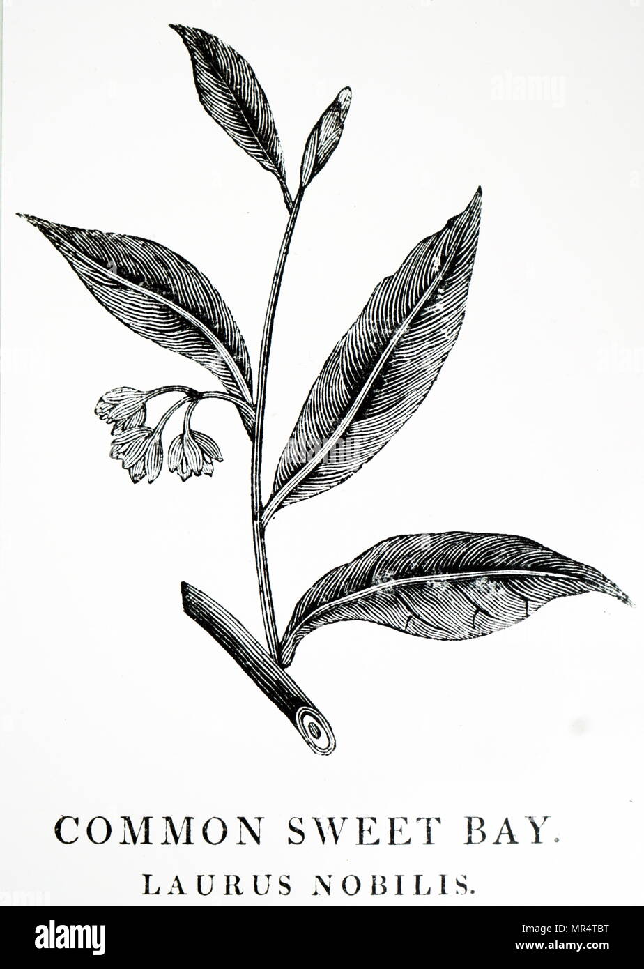 Engraving depicting a sample of Bay Laurel (Laurus Nobilis) an aromatic evergreen tree or large shrub with green, glabrous leaves, in the flowering plant family Lauraceae. Dated 19th century Stock Photo