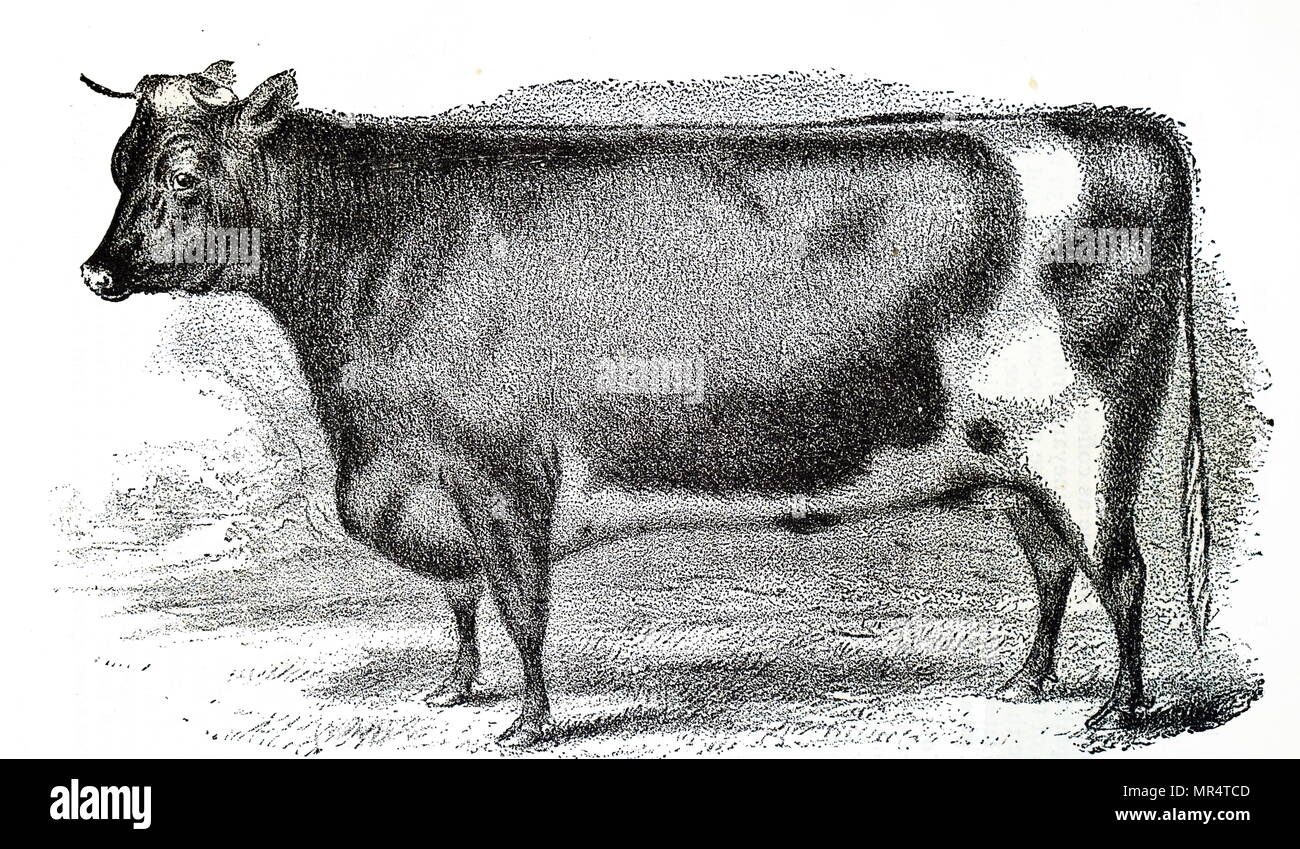 Engraving depicting “8th Duchess of Geneva'' the Shorthorn Cow bought by Pavin Davis of Gloucester for $40,000 in New York. The price paid for this cow became a world record. Dated 19th century Stock Photo