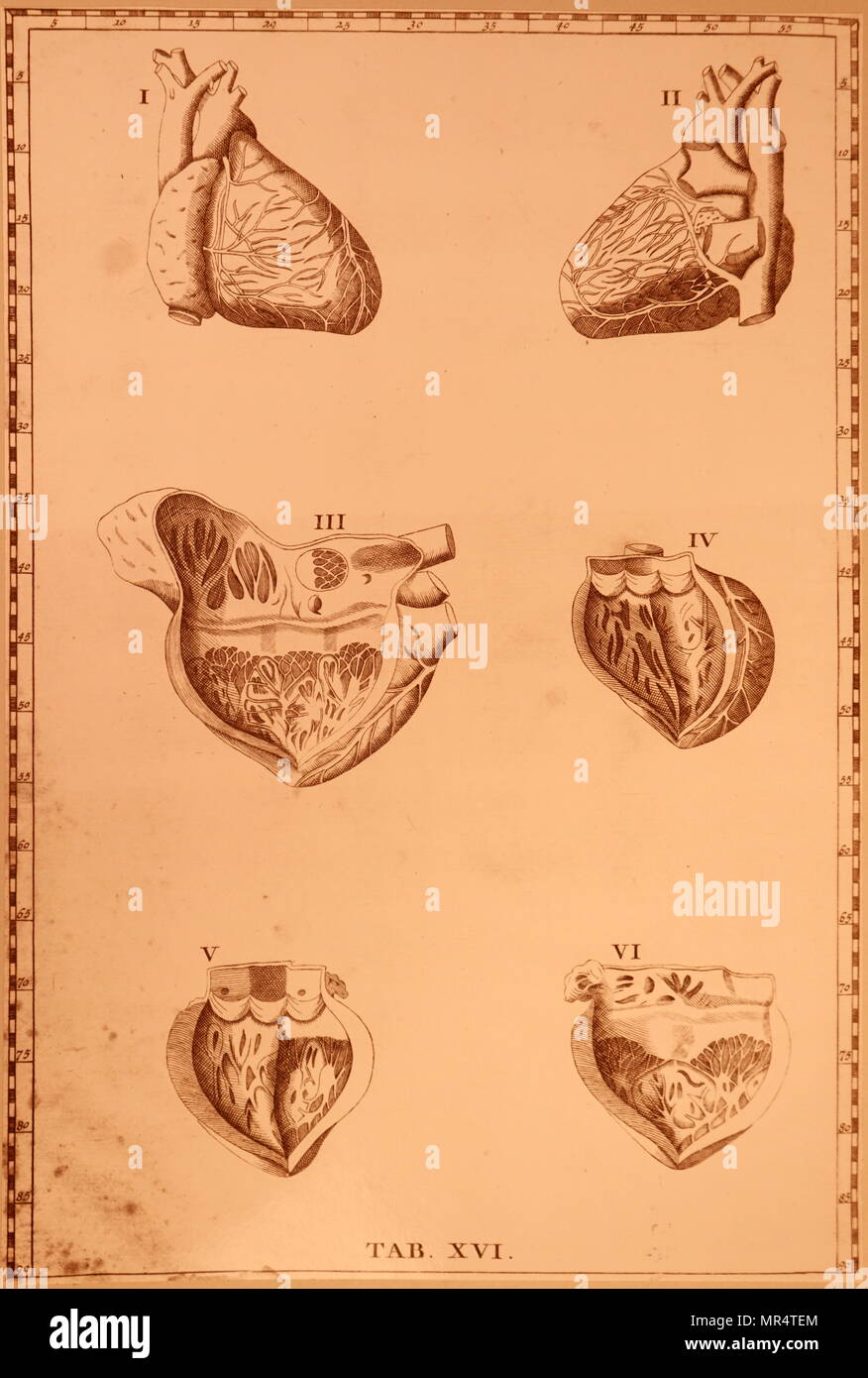 Print depicting different views of the human heart by Bartolomeo Eustachi (d.1574) one of the founders of the science of human anatomy. Dated 18th century Stock Photo