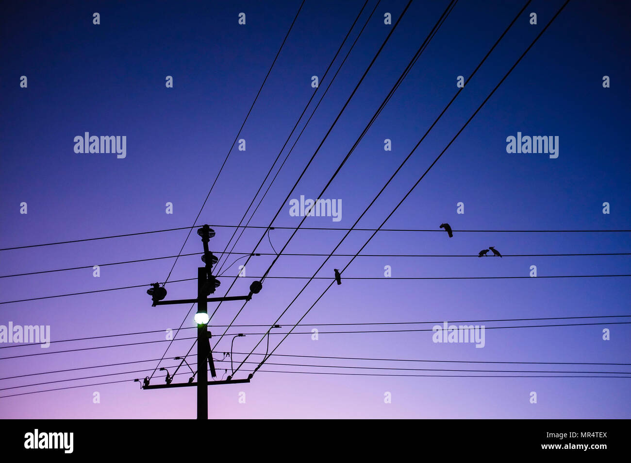 Cockatoos on the power lines at dusk. Stock Photo