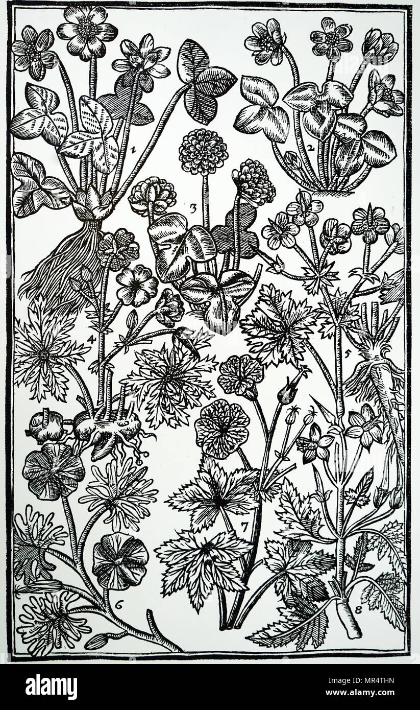 Engraving depicting the different varieties of Liverworts (1,2,3) and Geranium. The leaves of Hepatica were thought to resemble the liver, and were used to 'cool and strengthen' that organ. Geraniums were 'a singular remedy against the Stone both in the reines (kidneys) and bladder' - Camerarius.  From John Parkinson's 'Paradisi in Sole Paradisus Terrestris'. John Parkinson (1567-1650) an English herbalist and botanist. Dated 17th century Stock Photo