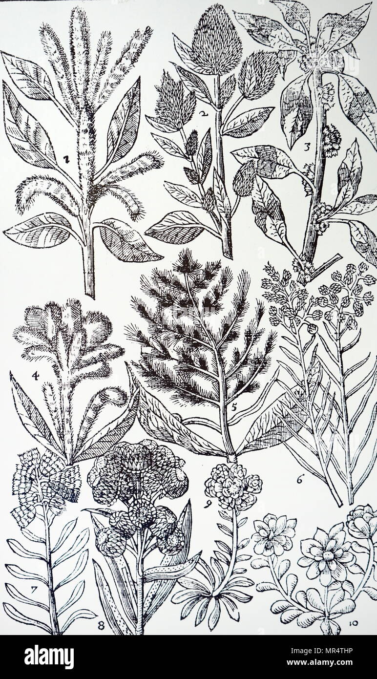 Engraving depicting various varieties of Amaranth, collectively known as amaranth, is a cosmopolitan genus of annual or short-lived perennial plants. Some amaranth species are cultivated as leaf vegetables, pseudocereals, and ornamental plants.  From John Parkinson's 'Paradisi in Sole Paradisus Terrestris'. John Parkinson (1567-1650) an English herbalist and botanist. Dated 17th century Stock Photo