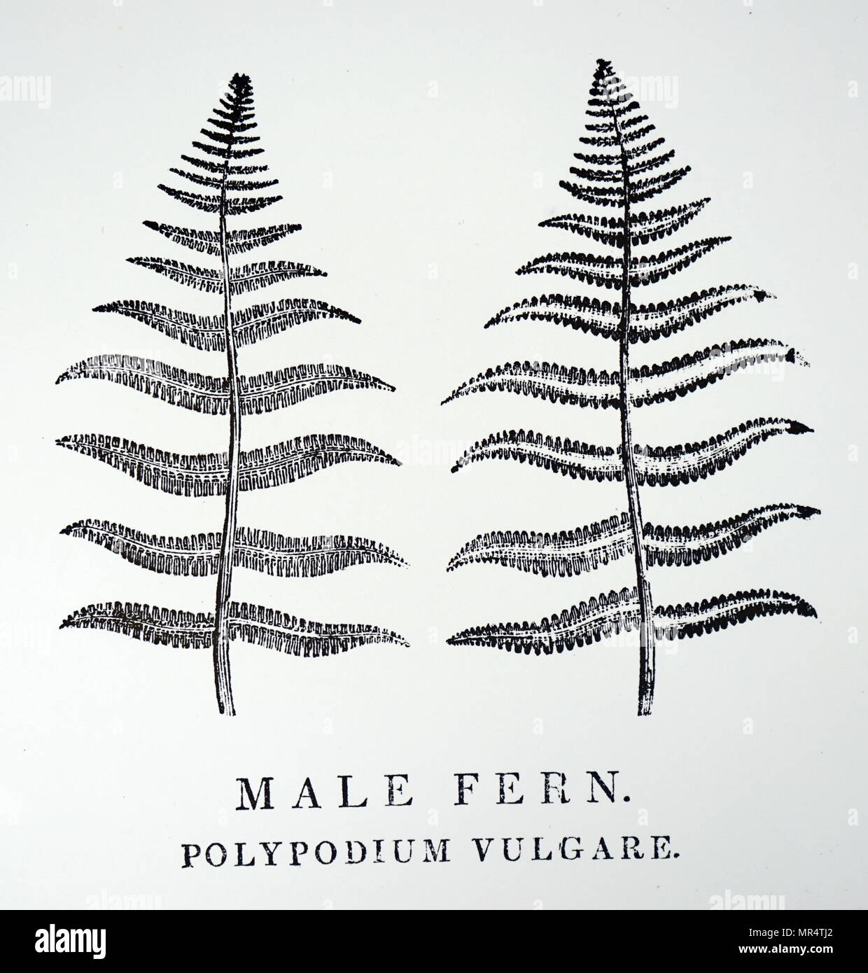 Engraving depicting a leaf from a male fern (Dryopteris filix-mas), a common fern of the temperate Northern Hemisphere, native to much of Europe, Asia, and North America. Dated 19th century Stock Photo