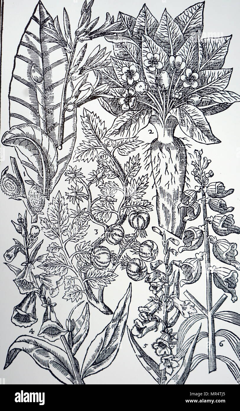 Plate showing Mandrake and Foxgloves from John Parkinson's Paradisi in Sole Paradisus Terrestris'.  John Parkinson (1567-1650) an English herbalist and botanist. Dated 17th century Stock Photo