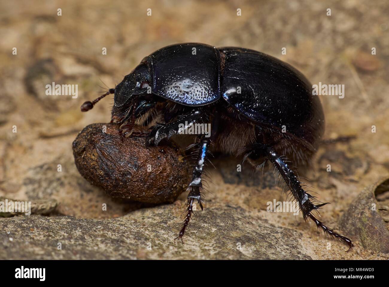 dor beetle with rabbit dropping, Wyre Forest Stock Photo