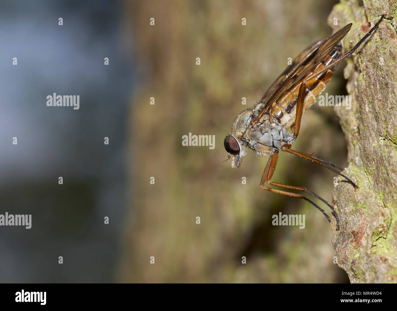 downlooker snipefly, Rhagio scolopaceus, perched on oak tree, Shropshire, England Stock Photo