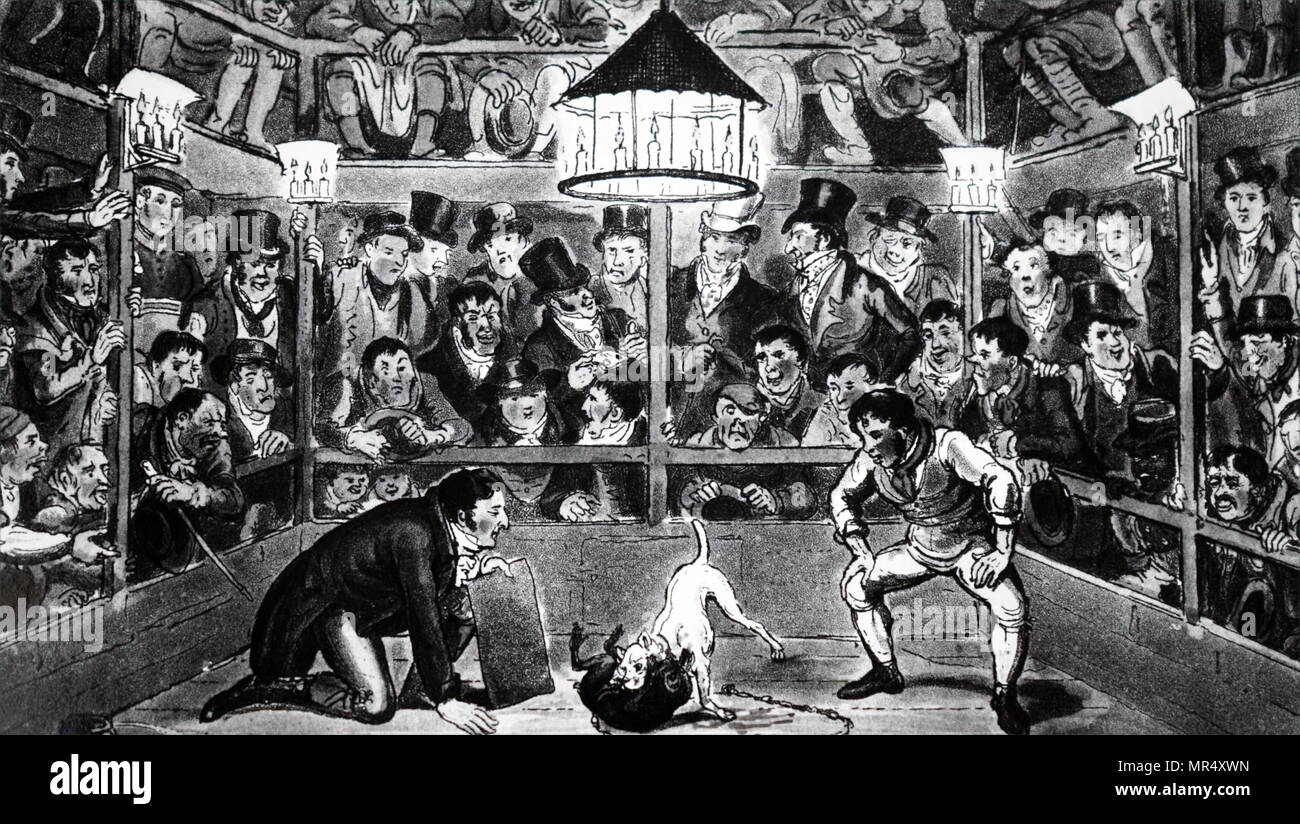 Illustration depicting men betting on a dog fight. Illustrated by George Cruikshank  (1792-1878) a British caricaturist and book illustrator. Dated 19th century Stock Photo