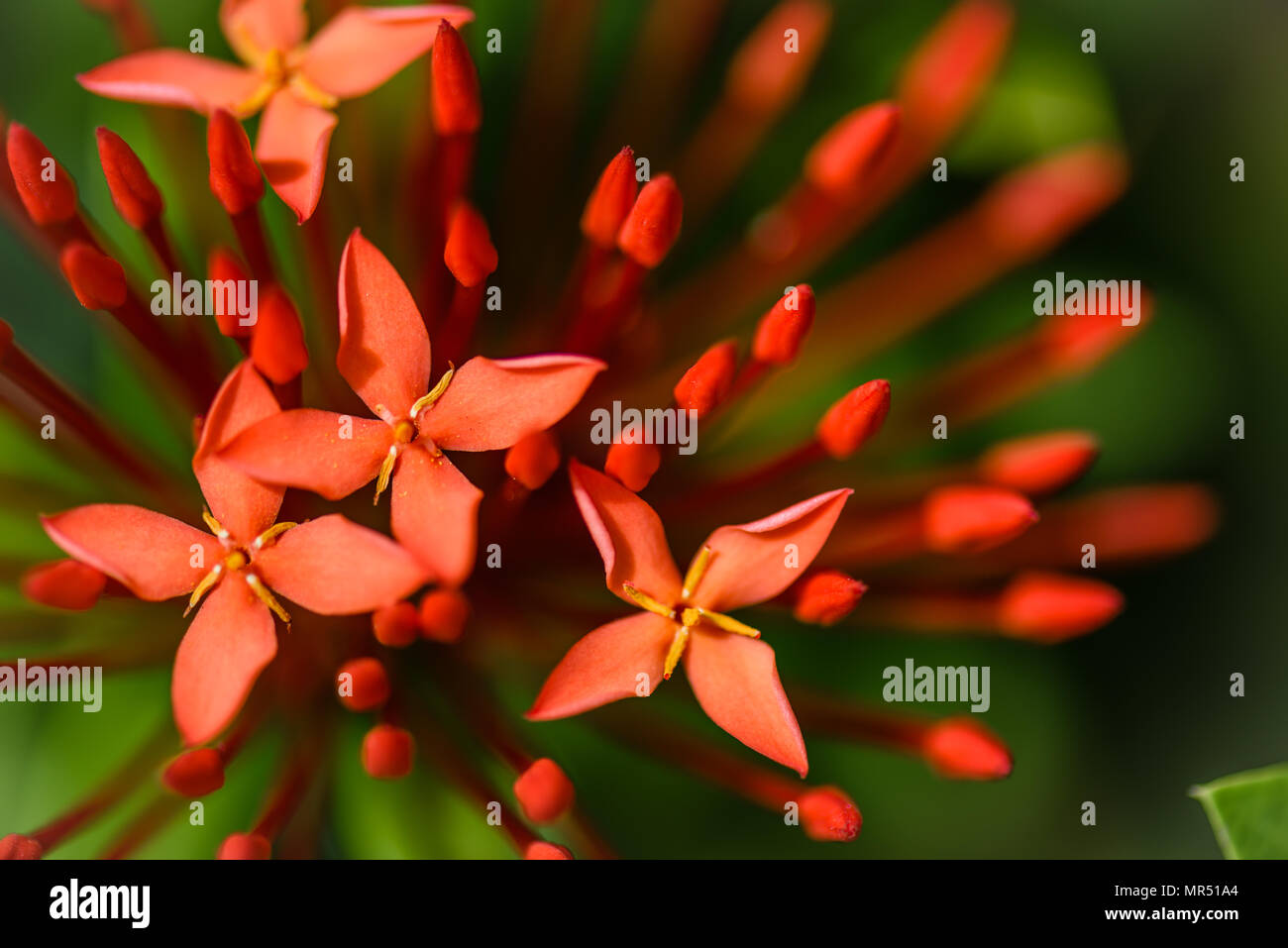 Soft focus red spike flowers blossom in the garden, tropical flowers. Stock Photo