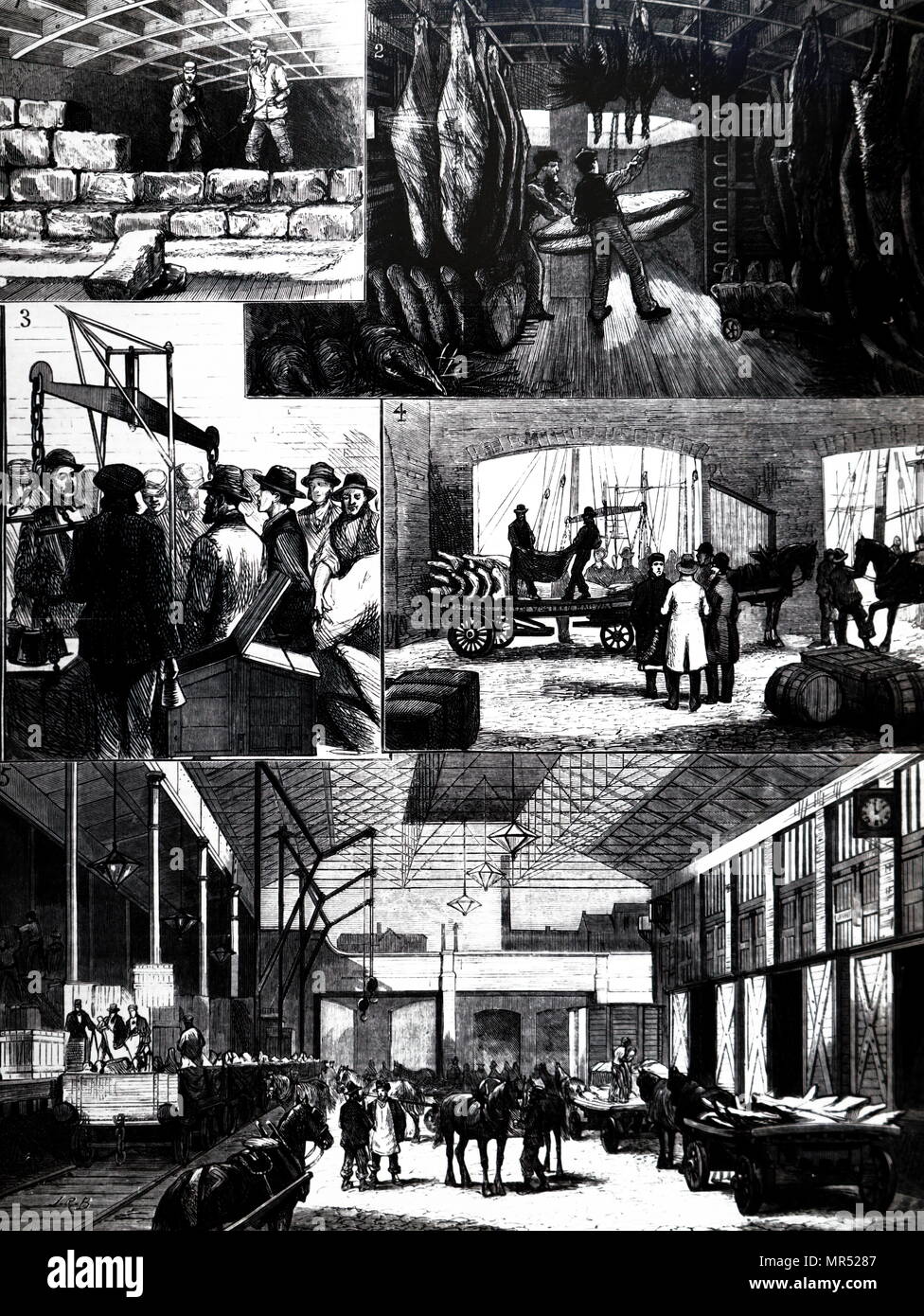 Engraving depicting the process of moving chilled meat from the US to Liverpool aboard the Ohio. 1) Ice store between decks. 2) Sending meat up from the refrigerated hold. 3)Weighing of meat. 4) Loading floats (carts): the one shown bears the name of the London and North Western Railway. 5) Loading meat on the LNWR trains for distribution. Dated 19th century Stock Photo