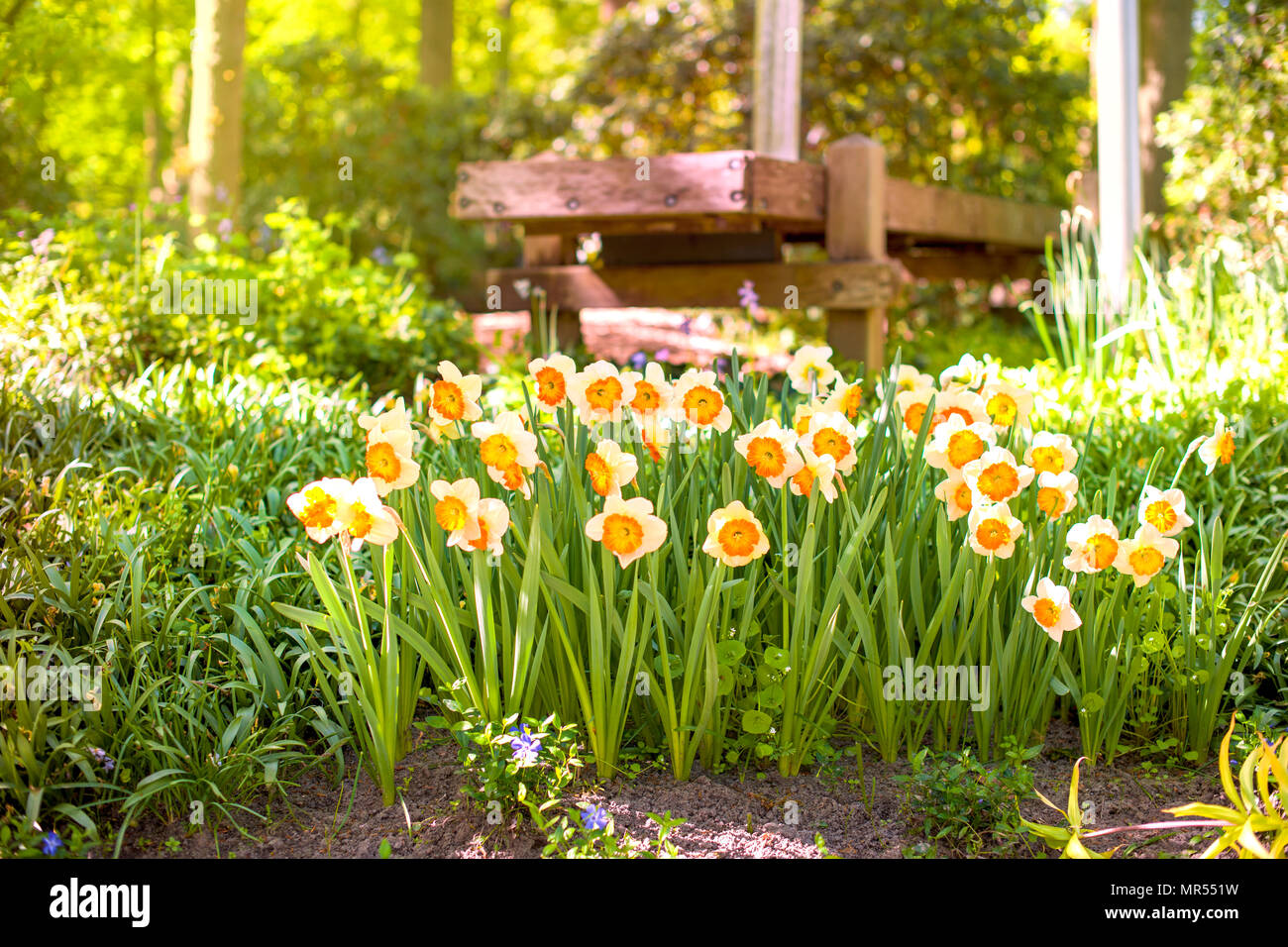 Flower narcissus background. Amazing view of bright fresh beautiful