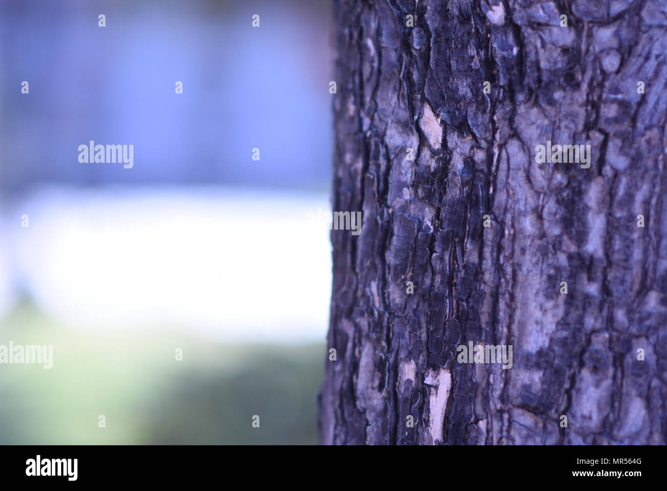 Dry tree bark Stock Photo