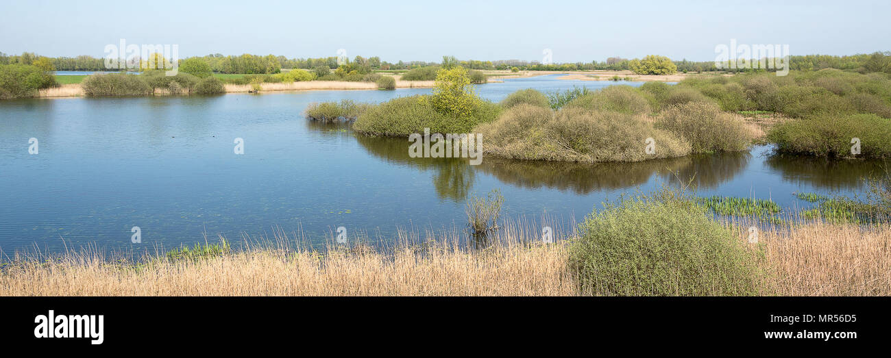 Typical dutch landscape panorama with river de Waal, uiterwaarden, water vegetation, water on a bright sunny day Stock Photo