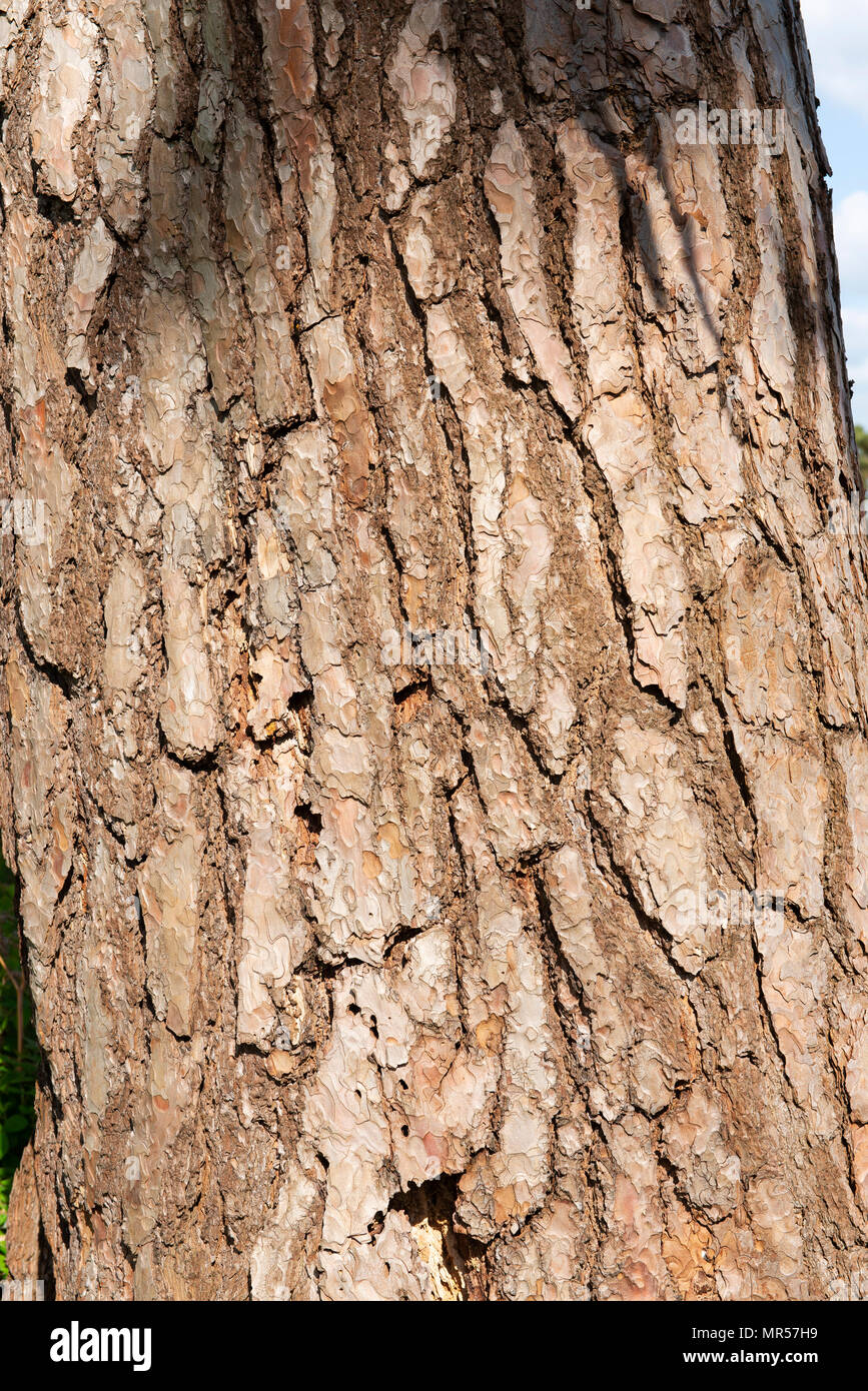 Detail of the trunk of a pine tree Stock Photo - Alamy