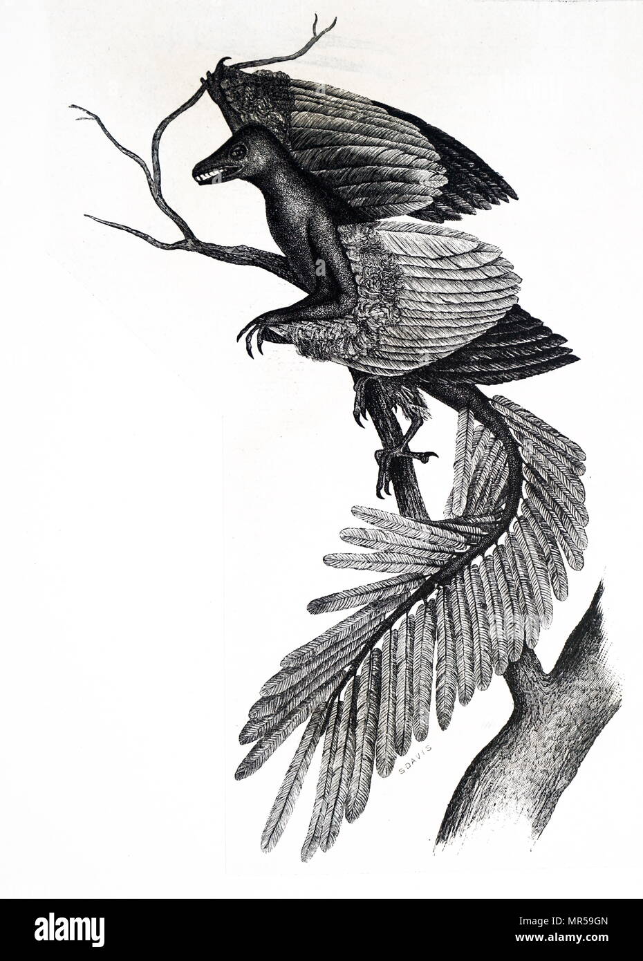 Engraving depicting a Archaeopteryx, is a genus of bird-like dinosaurs that is transitional between non-avian feathered dinosaurs and modern birds. Dated 19th century Stock Photo