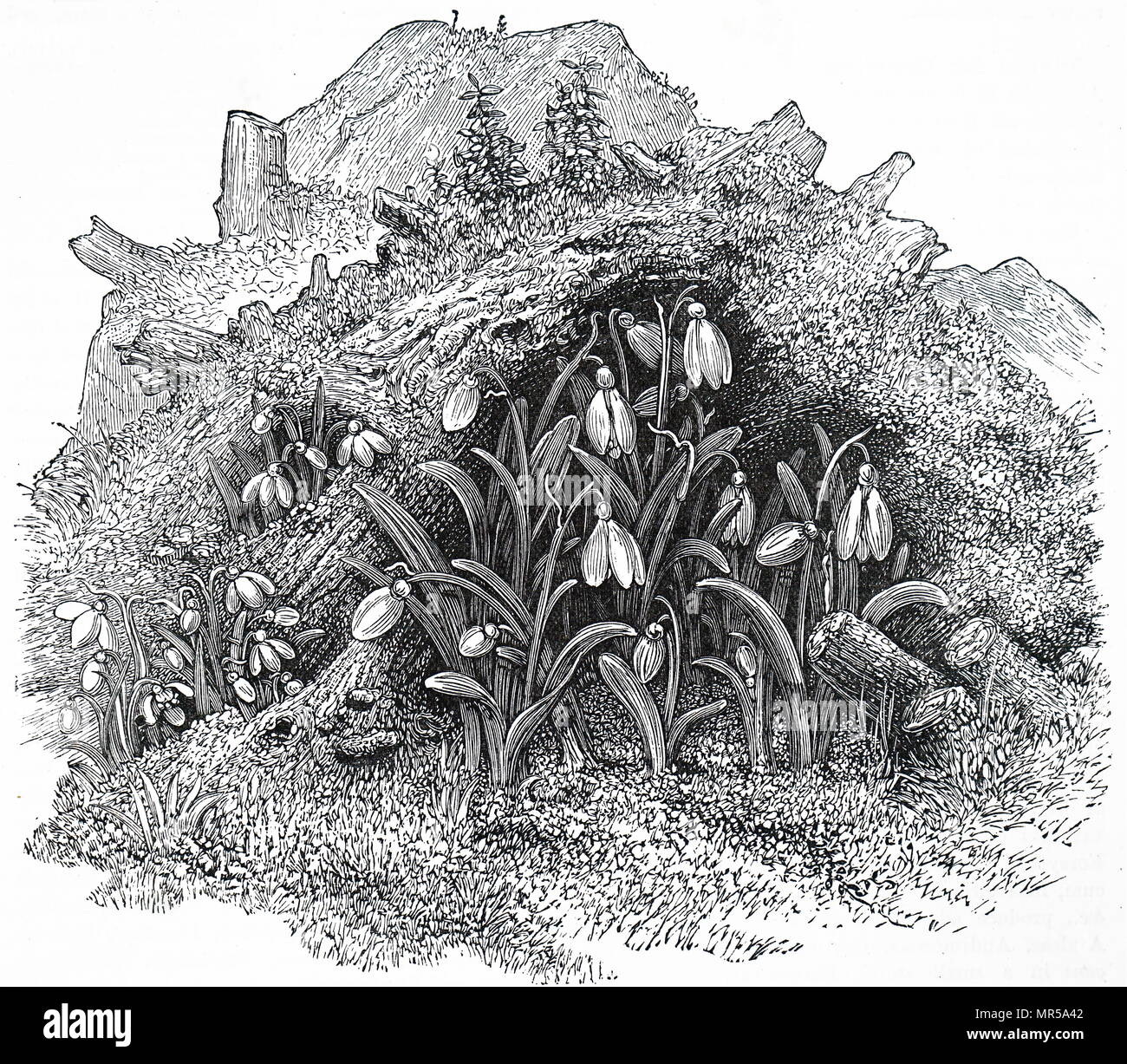 Engraving depicting snowdrops. Galanthus is a small genus of about 20 species of bulbous perennial herbaceous plants in the family Amaryllidaceae. The plants have two linear leaves and a single small white drooping bell shaped flower with six petal-like tepals in two circles. Dated 19th century Stock Photo