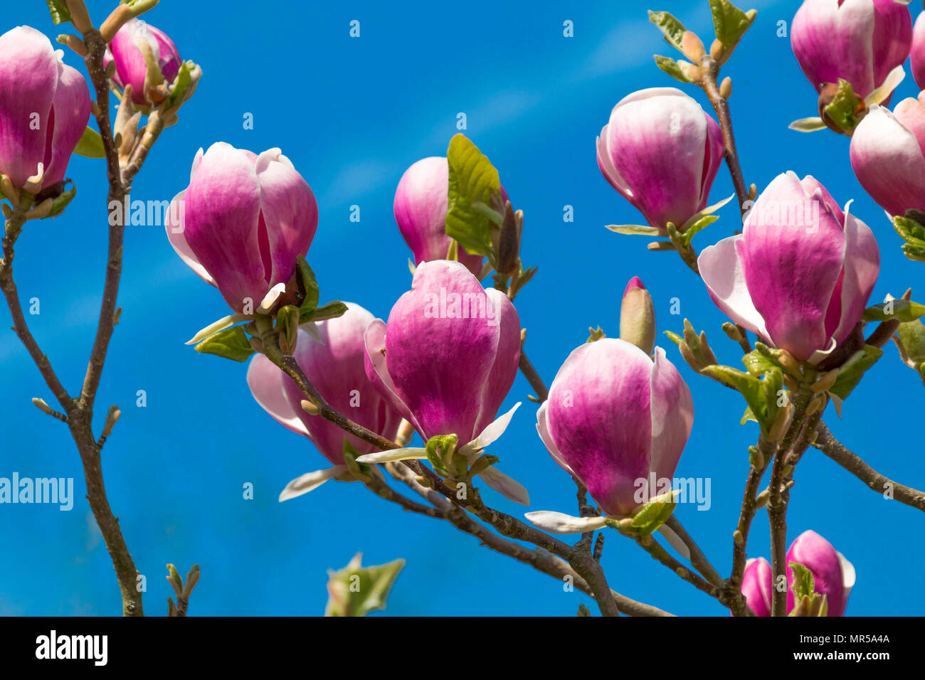 Pink magnolia tree in flower in Roath Park Cardiff UK Stock Photo - Alamy