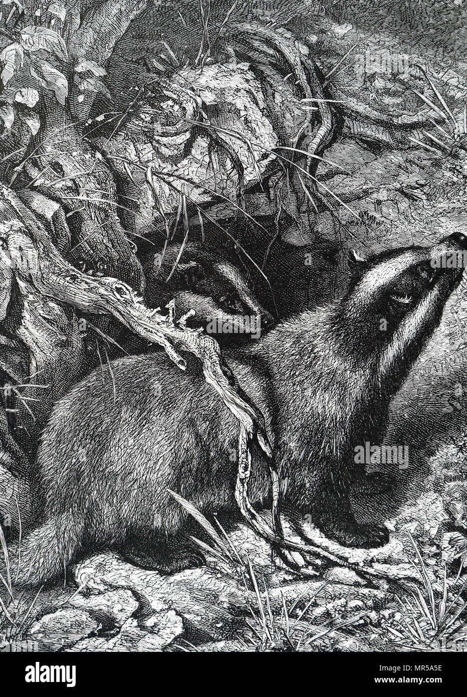 Engraving depicting a badger. Badgers are short-legged omnivores in the family Mustelidae, which also includes the otters, polecats, weasels, and wolverines. Dated 19th century Stock Photo