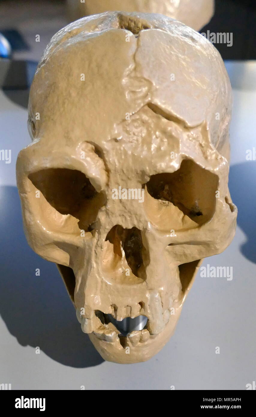 Replica of a skull (Homo Florensis) from Liang Bua, Flores, Indonesia dating 74,000 BC - 17,000 BC. The remains of an individual that would have stood about 1.1 m (3 ft 7 in) in height were discovered in 2003 at Liang Bua on the island of Flores in Indonesia. Partial skeletons of nine individuals have been recovered, including one complete skull. Stock Photo
