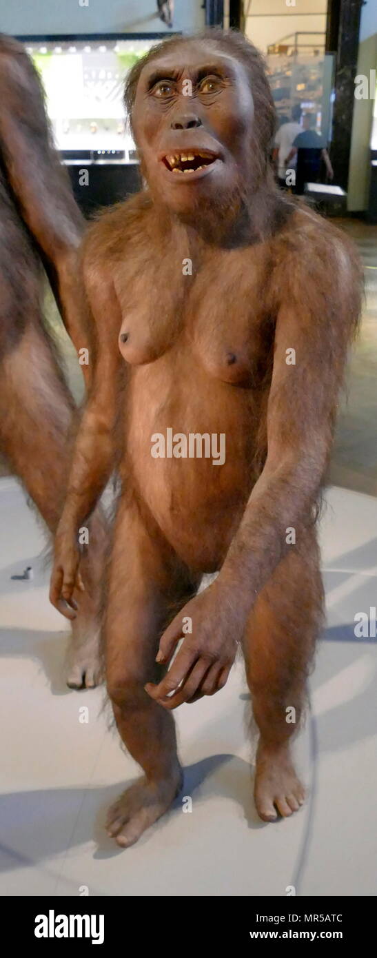 Reconstruction of an Australopithecus Afarensis (Southern ape from Afar), an extinct hominin that lived between 3.9 and 2.9 million years ago. A. Afarensis was slender built, like the younger Australopithecus africanus. Thought to be more closely related to the genus Homo (which includes the modern human species Homo sapiens). From Hadar, Ethiopia. Dated 3 Million Years BC Stock Photo