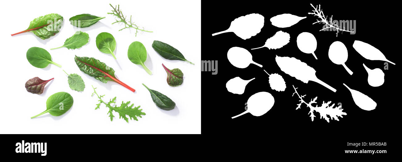 Microgreens or baby greens: Chard, Tat soi, Pak choi, Mizuna, Spinach. Top view Stock Photo