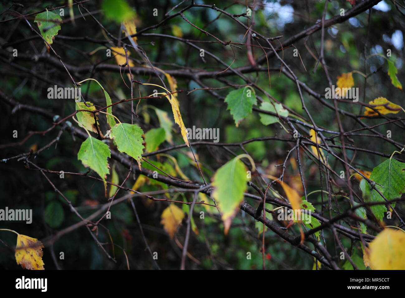 Background of birch branches and turning leaves Stock Photo