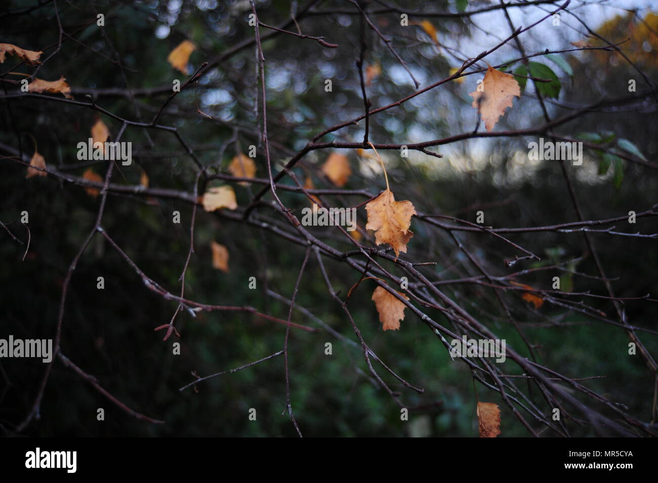 Background of birch branches and autumn leaves Stock Photo