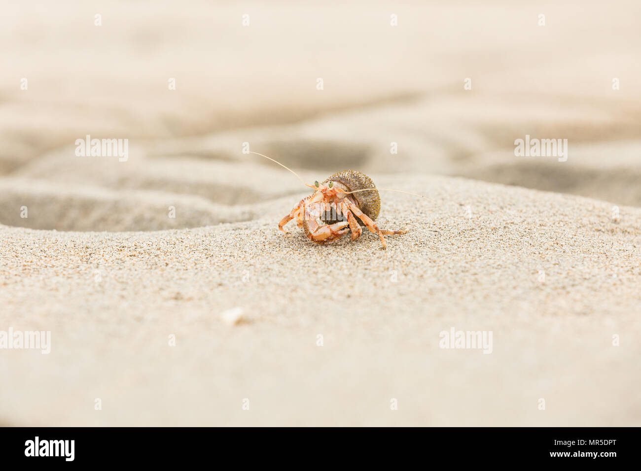 Crab gills hires stock photography and images Alamy