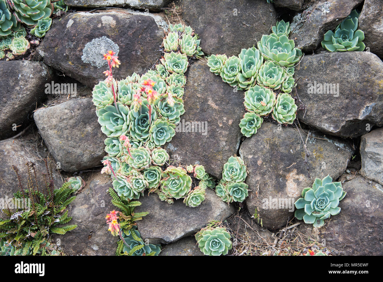 Succulent plants growing in outdoor rock wall with delicate rosette pattern  Stock Photo - Alamy