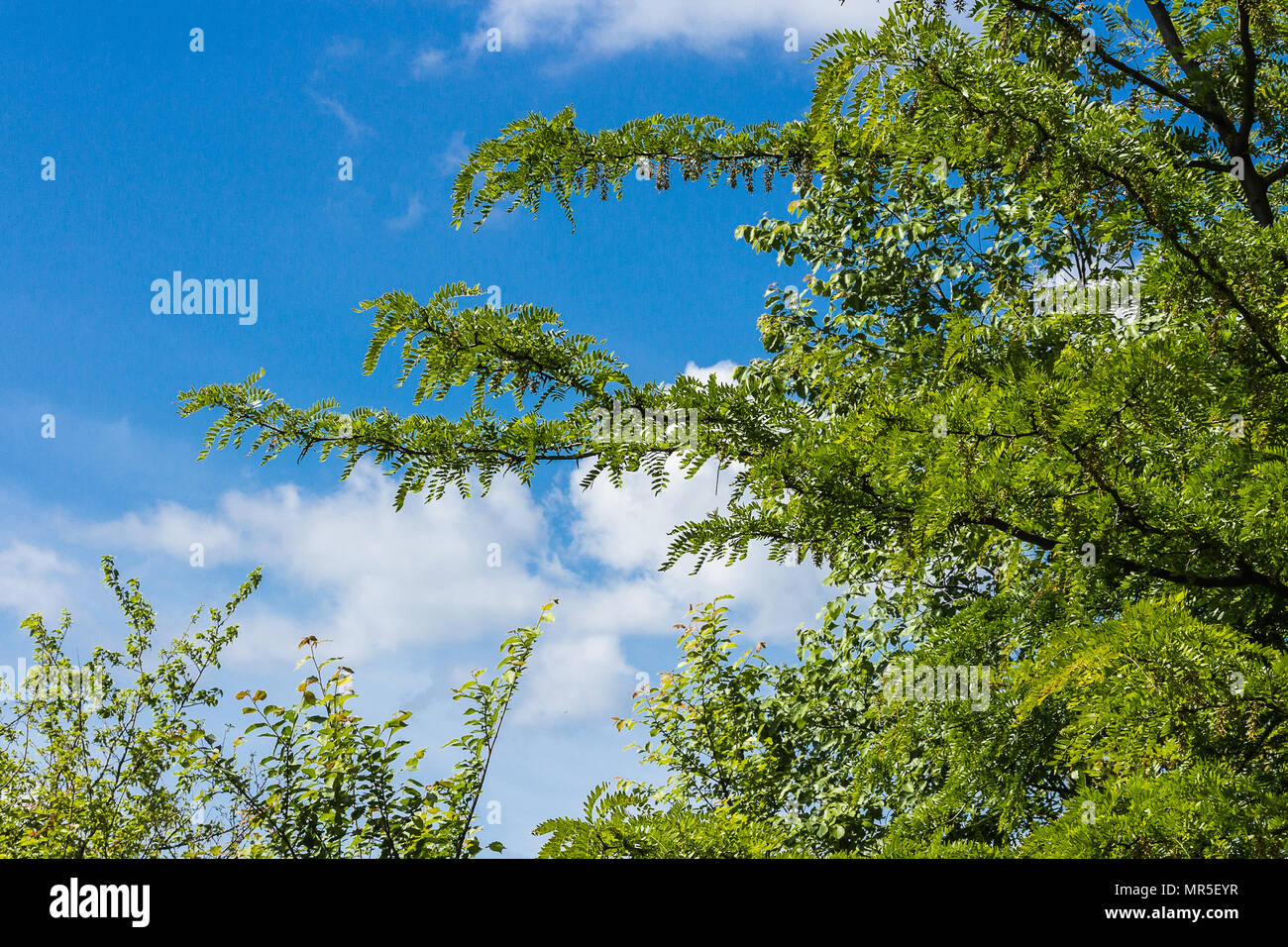 Branches of trees against a beautiful blue sky Stock Photo - Alamy