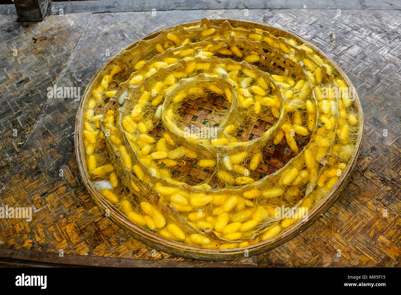 Plate with the cocoons of silkworm in a silkworm farm waiting for butterflies to born and begin again the life circle with reproduction. The silk is extracted from these chrysalis boiled in hot water. Stock Photo