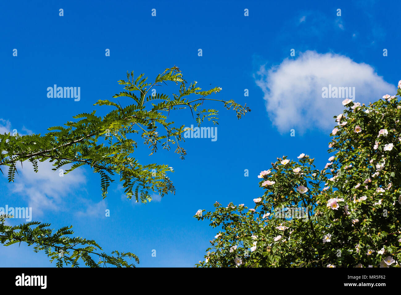 Branches of trees against a beautiful blue sky Stock Photo - Alamy