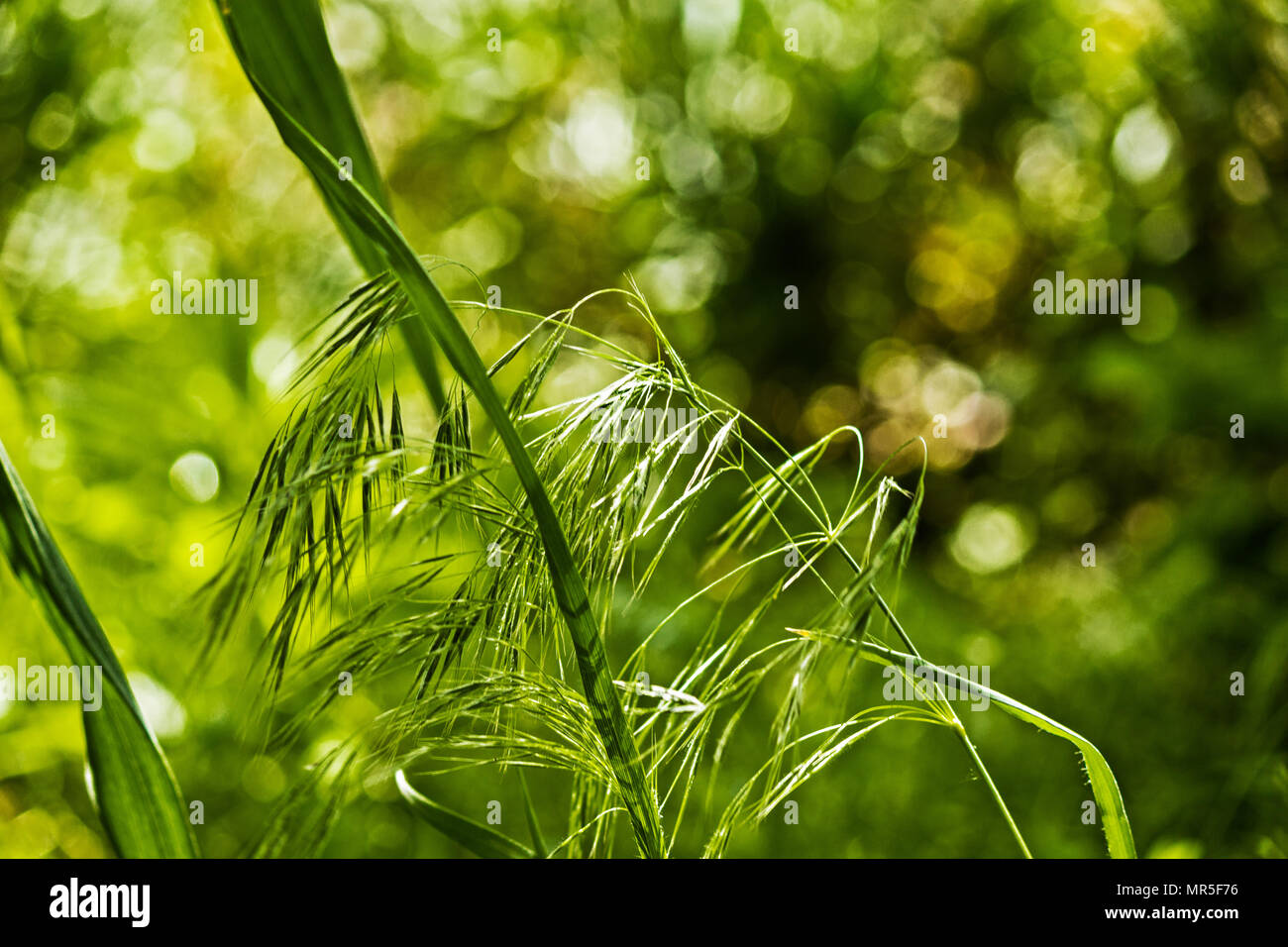 Photo kinds plants in hi-res stock photography and images - Alamy