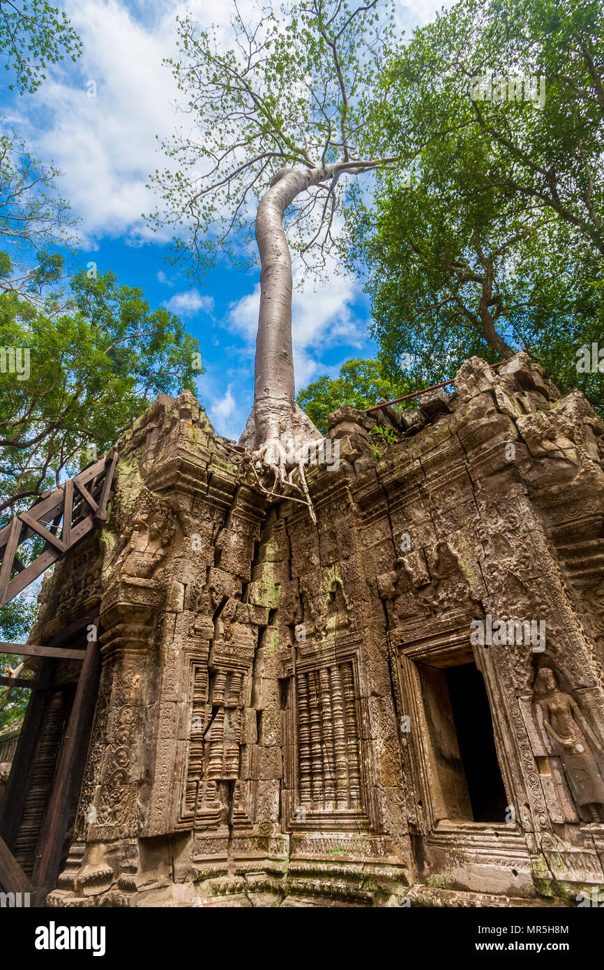 Low angle shot of big strangler fig on top of a ruin with beautiful carvings and a woman sculpture in Cambodia's Ta Prohm temple. Stock Photo