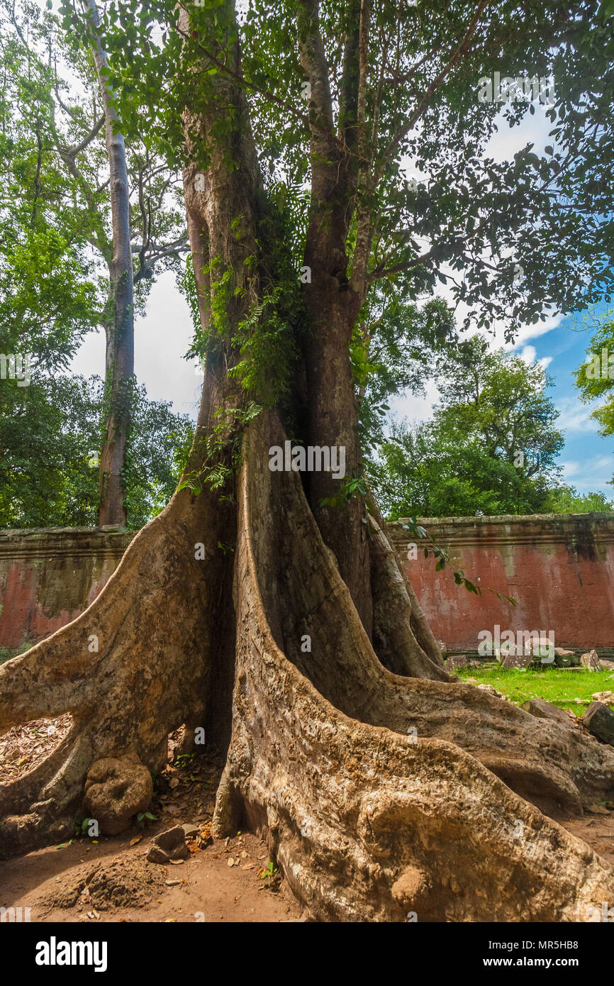 Silk cotton tree hires stock photography and images Alamy