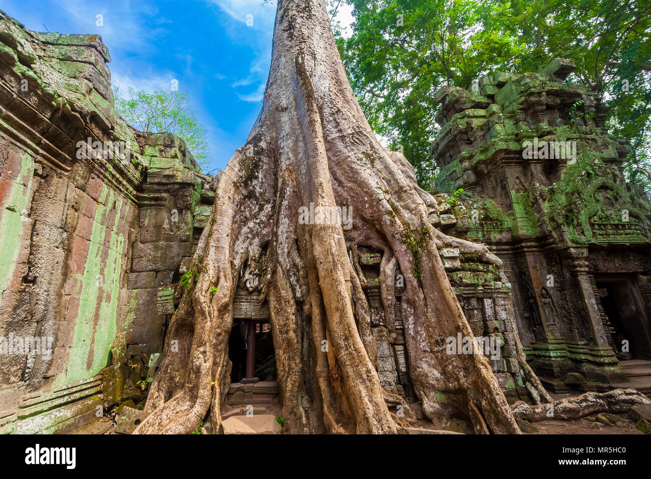 The beautiful and famous Tetrameles tree with its huge devouring roots in the temple ruins of  Ta Prohm (Rajavihara) in Angkor, Siem Reap, Cambodia. Stock Photo