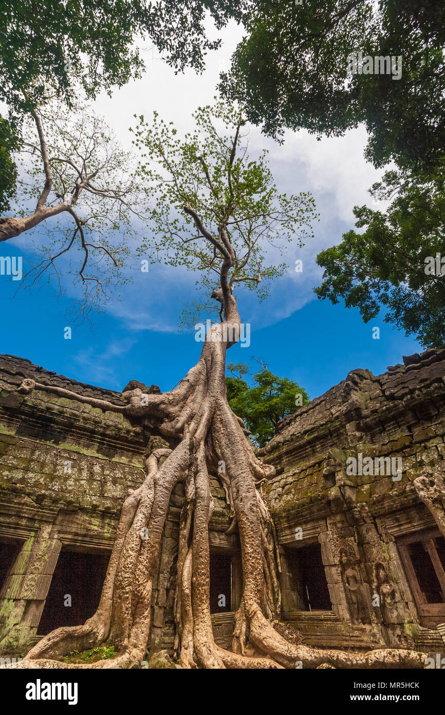 The famous spot of the Ta Prohm temple (Rajavihara) in Cambodia;  where the gallery ruin is held in a stranglehold of this tall Tetrameles tree. Stock Photo