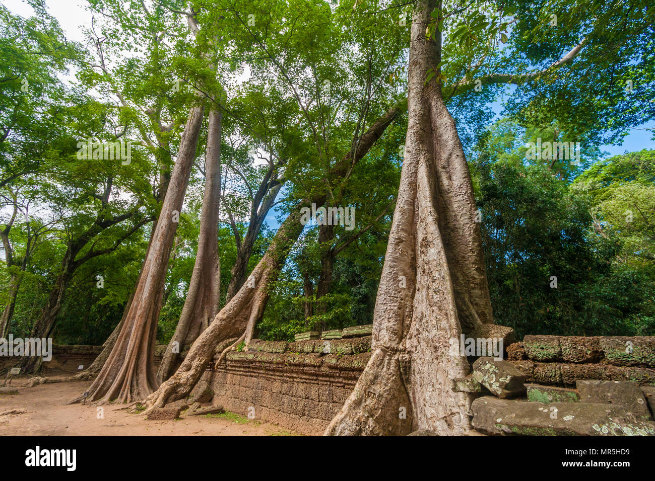 Several big silk-cotton trees (Ceiba pentandra) or thitpoks (Tetrameles nudiflora) grew over the reddish wall ruins of the Khmer temple Ta Prohm. Stock Photo