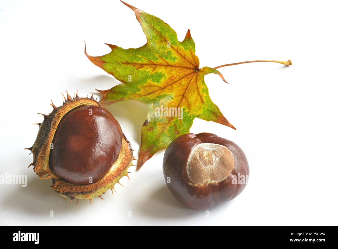 two chestnuts with leaf on white background Stock Photo