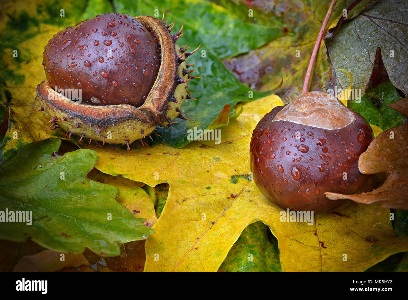 two chestnuts on autumn leaves Stock Photo