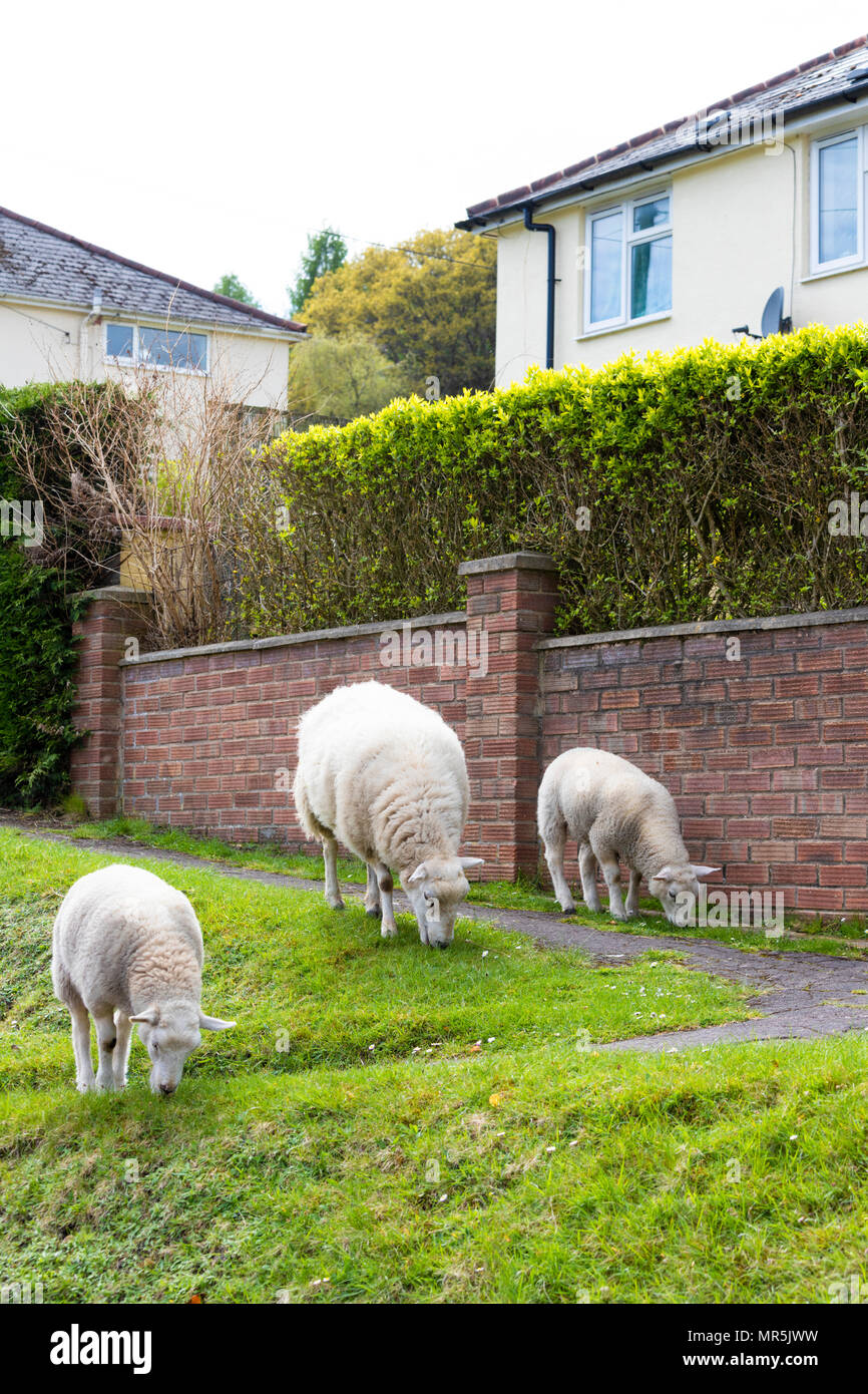 Free roaming sheep in the Forest of Dean at Bream, Gloucestershire UK Stock Photo