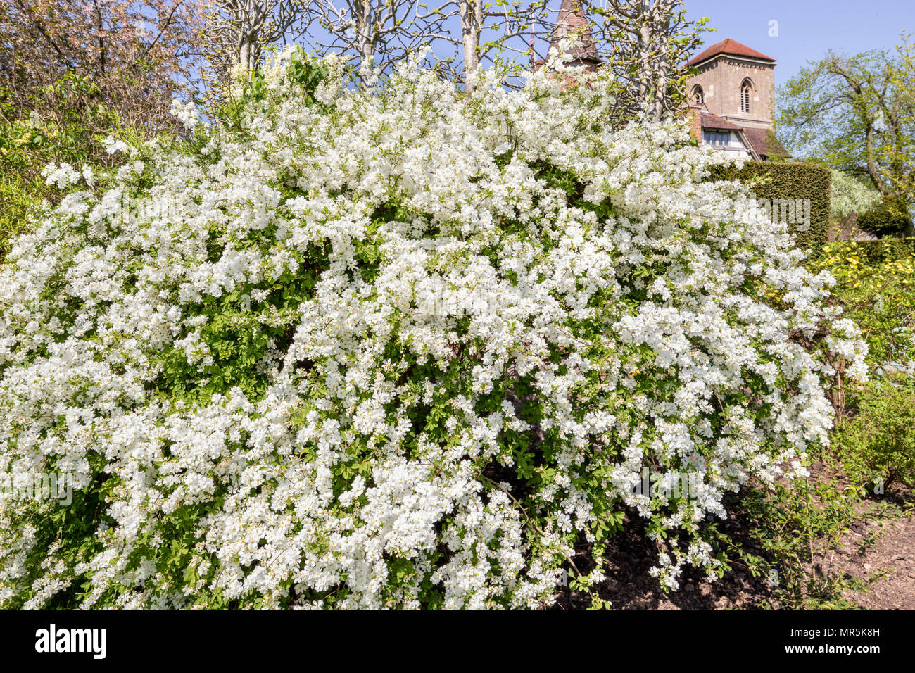 Pearl bush Exochorda macrantha ‘The Bride’.in the gardens of Little Malvern Court a 15th century Priors Hall at Little Malvern, Worcestershire UK Stock Photo