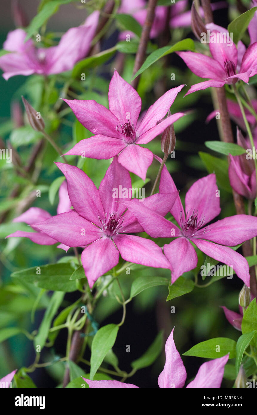 Clematis 'Giselle' flowers. Stock Photo