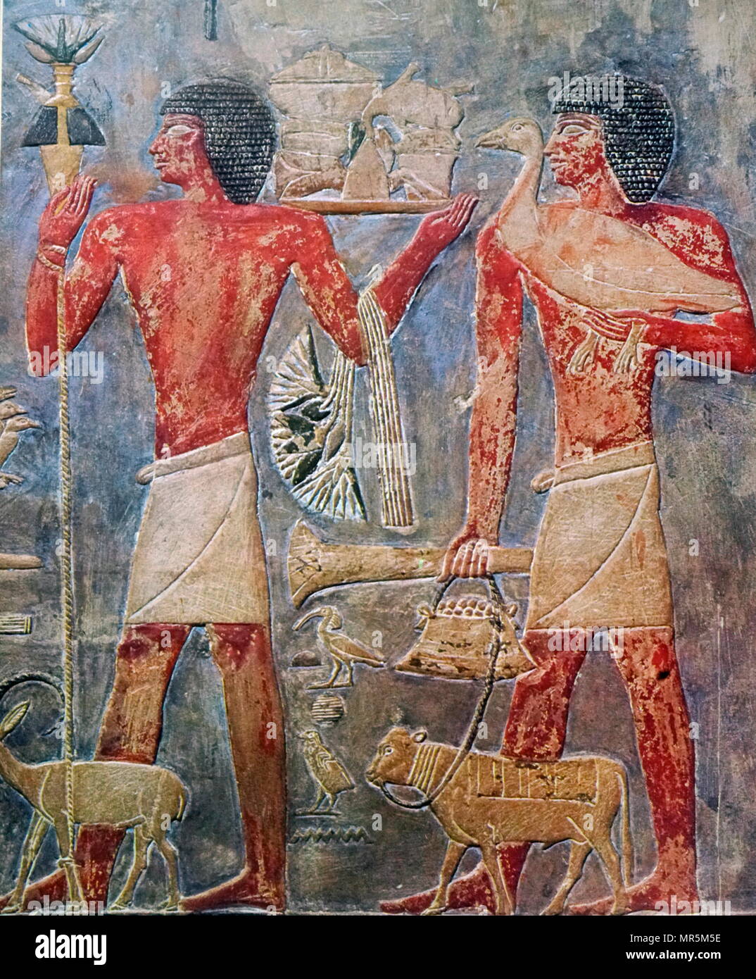 Egyptian tomb painting showing men carrying food as offerings to the Gods. From the Tomb of Ti at Saqqara. well-preserved Mastaba of Ti is located at the northern edge of the Saqqara necropolis, about 300m north of the ‘Philosopher’s Circle’. Ti held the titles of ‘Overseer of the Pyramids of Niuserre’, and ‘Overseer of the Sun-Temples of Sahure. Old Kingdom circa 2690 to 2190. Stock Photo
