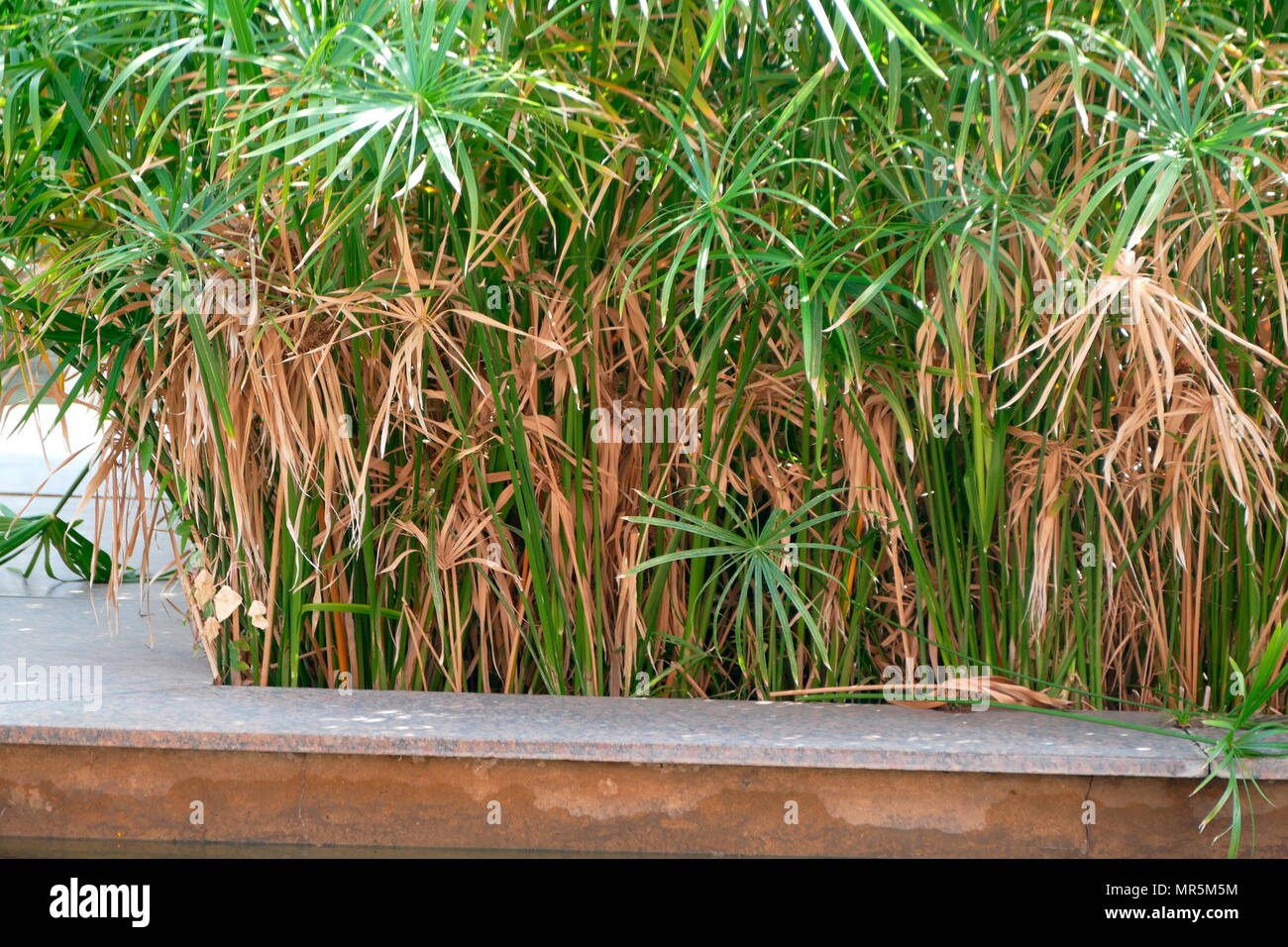 Papyrus plant, (Cyperus papyrus), a wetland sedge, grown in Egypt Stock