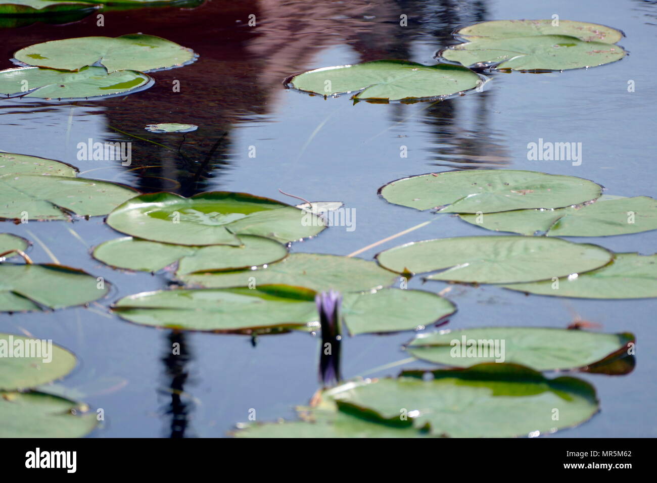 Egyptian water lilies hires stock photography and images Alamy