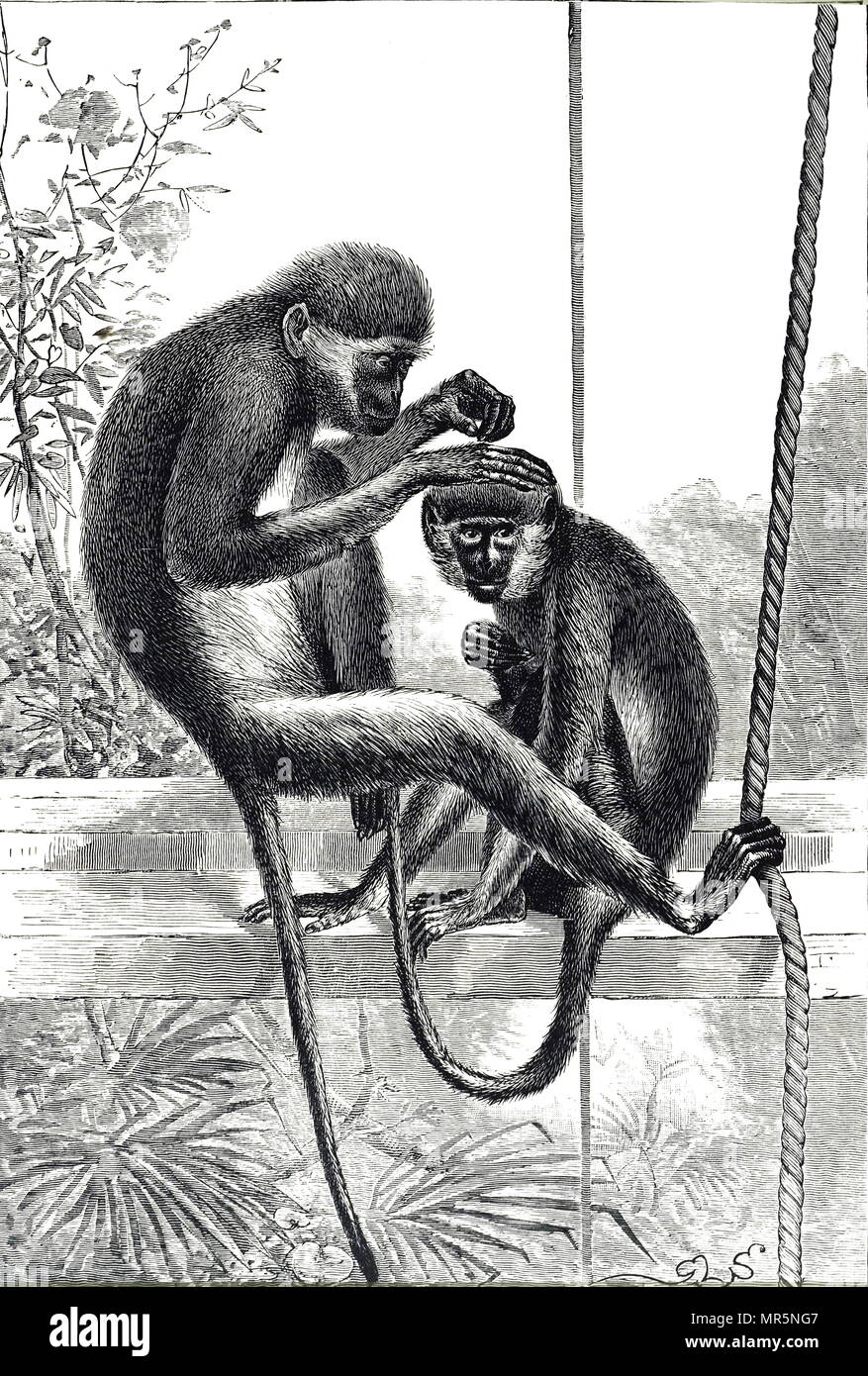 Engraving depicting monkeys on display at London Zoo. London Zoo  is the world's oldest scientific zoo, opened in 1828. Dated 19th century Stock Photo