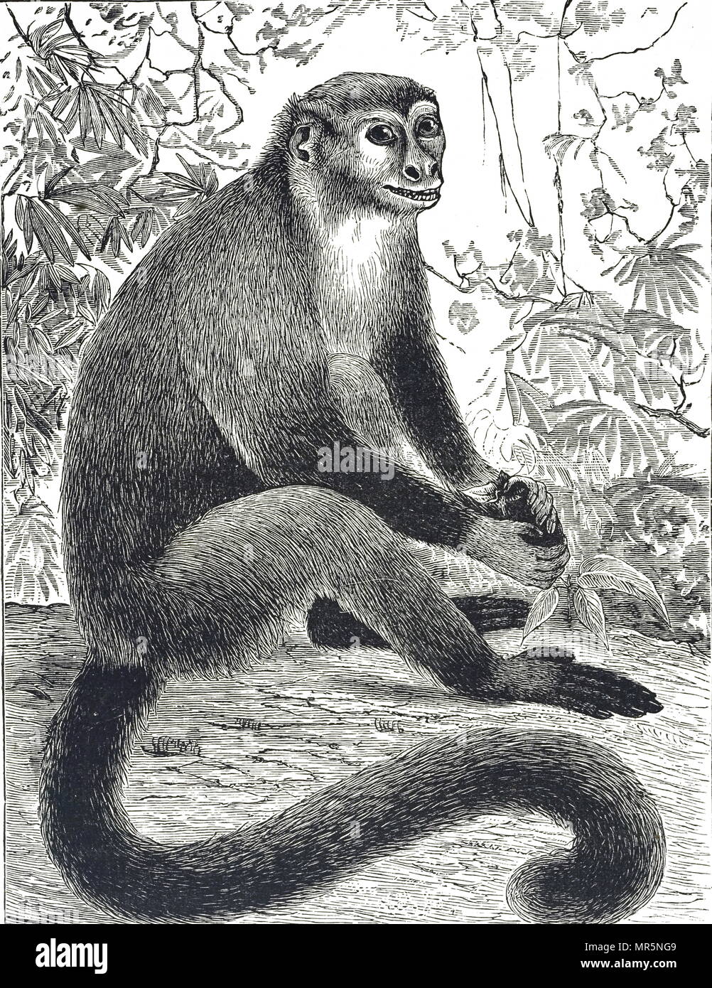 Engraving depicting a Marmoset monkey also known as zaris on display at London Zoo. London Zoo is the world's oldest scientific zoo, opened in 1828. Dated 19th century Stock Photo
