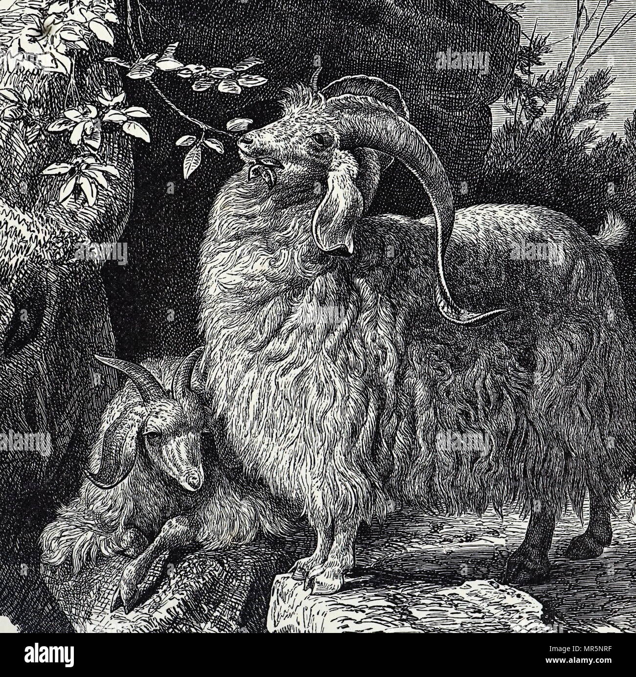 Engraving depicting an angora goat, a breed of domesticated goat that produce the lustrous fibre known as mohair. Dated 19th century Stock Photo
